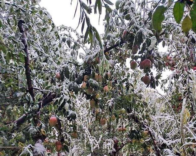 जम्मू-कश्मीर में जल्दी हुई बर्फबारी से तबाही, उजड़ गए सेब के बाग, 3 की मौत - snowfall in Jammu Kashmir