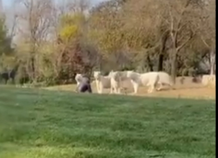 11 बाघों के बाड़े में कूदा सनकी आदमी, फिर क्या हुआ देखें वीडियो - viral video shows a chinese tourist confronts 11 white tigers at beijing wildlife park