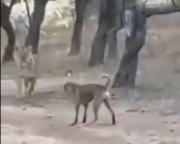 कुत्ते ने किया शेर पर अटैक, सोशल मीडिया पर वीडियो हुआ वायरल - dog attacked lion