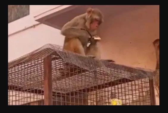 ये स्‍मार्ट बंदर है, ‘घूस’ देने पर ही माना और लौटाया छीना हुआ चश्‍मा, वीडि‍यो देखें - Viral video, viral news, Rupin Sharma, Video, Monkey