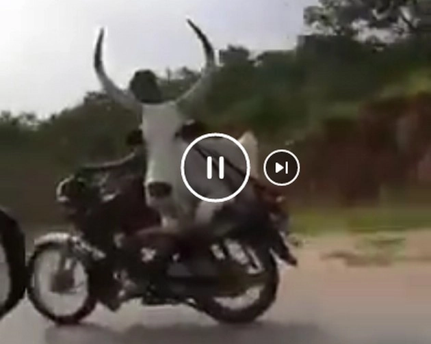 गाय ने की बाइक की सवारी, सोशल मीडिया पर वायरल हुआ वीडियो
