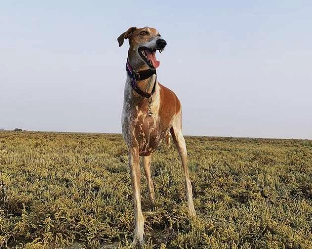 दुनिया का अनोखा कुत्ता, गला जिराफ या डायनासोर की गर्दन की तरह - unique dog in the world