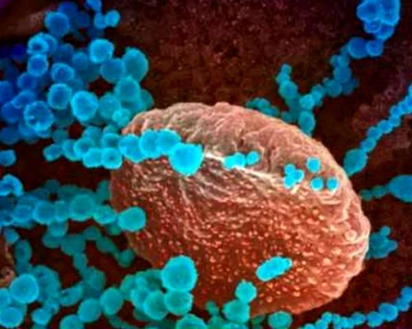 दक्षिण अफ्रीका में मिले Coronavirus के Omicron वैरिएंट की तस्वीर वायरल