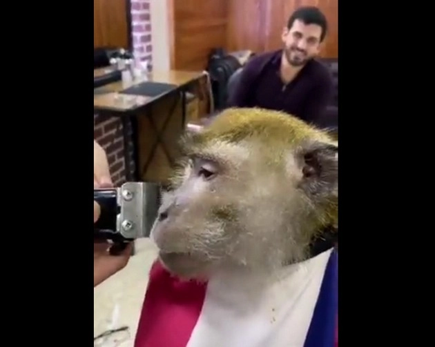 सैलून में बंदर ने सेट करवाई दाढ़ी, वीडियो हुआ वायरल - Monkey got his beard set in the salon