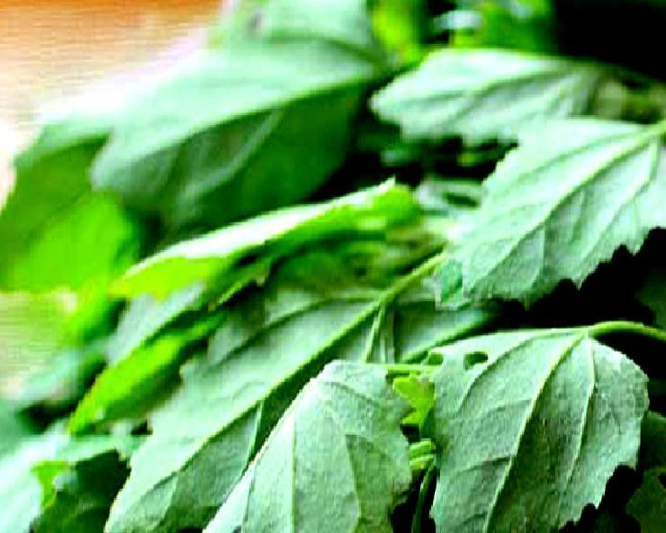 बथुआ के बीज भी हैं बहुत गुणकारी, दूर करते हैं 7 बड़ी सेहत समस्या - 7 health benefits of bathua in hindi