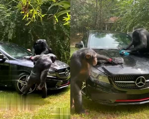 आप हंसे बिना नहीं रहेंगे, कार धोते 2 चिंपांजी हुए वायरल - 2 chimpanzees washing car went viral