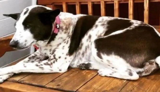 कोविड की वजह से न्‍यूजीलैंड में फंसा कुत्‍ता, मालिक 45,000 डॉलर खर्च कर लाएगा प्राइवेट जेट से