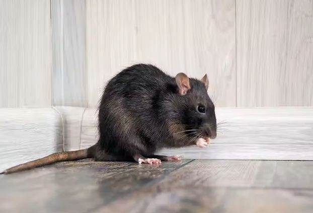एक गोल्‍ड मेडलिस्‍ट बहादुर चूहे की मौत की कहानी जो पूरी दुनिया में हो रही है मशहूर, आखि‍र क्‍या है वजह?