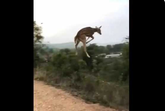 जंगल में हिरण का यह जम्‍प नहीं, उड़ान थी, सोशल मीडि‍या ने कहा, ‘ओलंपिंक विजेता हिरण’, देखें वीडि‍यो