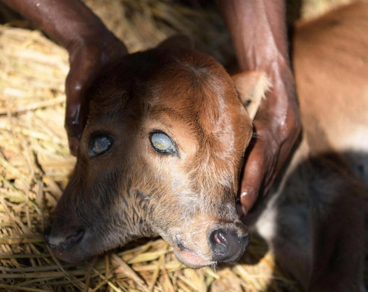 2 मुंह और 4 आंख वाले चमत्कारी बछड़े का जन्म, लोगों का लगा जमावड़ा, फोटो वायरल - Tripura : Rare calf born with 2 heads and 4 eyes