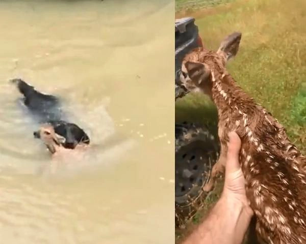 कुत्ते ने बचाई डूबते हुए हिरण के बच्चे की जान!