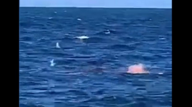आदमी को जिंदा निगली शार्क, देखें खौफनाक वीडियो - viral video of huge white shark eats swimmer at sydney beach in australia caught on camera