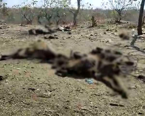 इंदौर के समीप 100 से ज्यादा गायों की मौत से हड़कंप, गोशाला के पीछे शवों को नोच रहे थे कुत्ते - More than 100 cows died near Indore