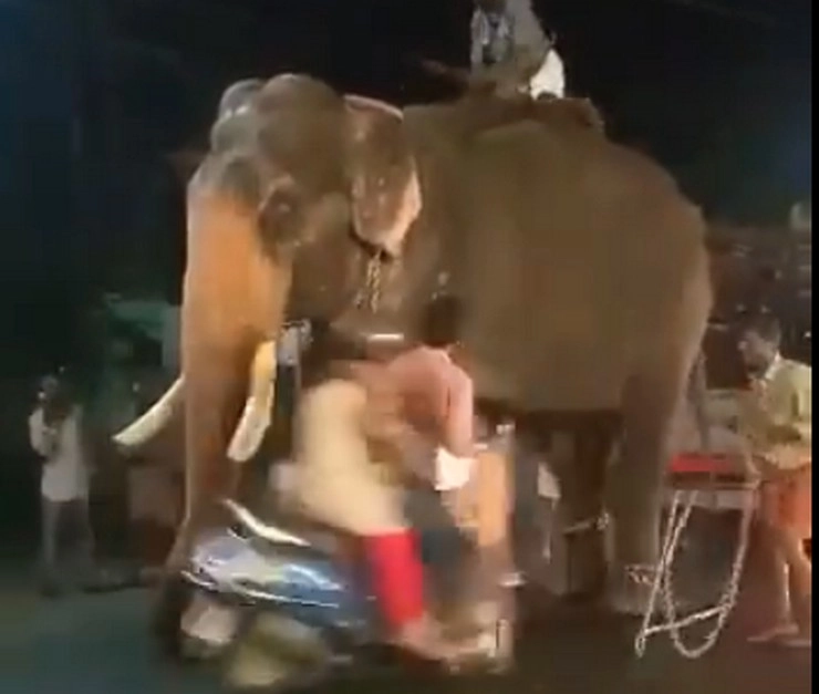 हाथी देख बेकाबू हुई लड़की, महावत का कर दिया यह हाल, देखें वीडियो - elephant womens day social media