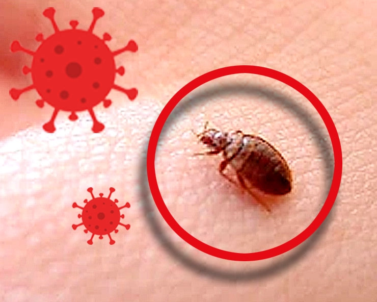 सावधान! खटमल से फैल सकता है Corona से भी घातक वायरस - A virus more deadly than corona can spread through bedbugs