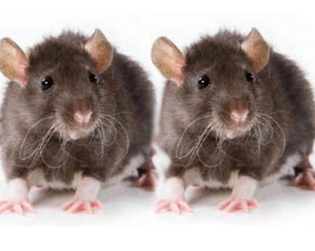 Home Remedies : घरात उंदीरचा त्रास असल्यास या टिप्स अवलंबवा