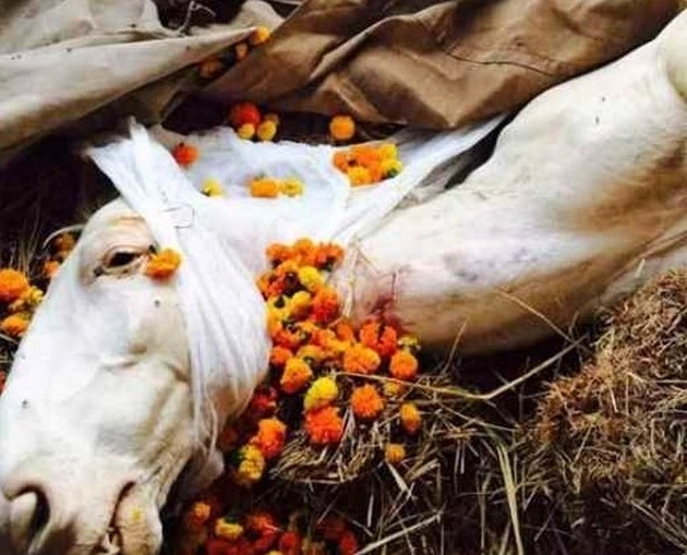 बहुचर्चित शक्तिमान घोड़े की मौत का जिन्न फिर से बोतल से बाहर - shaktiman horse death case