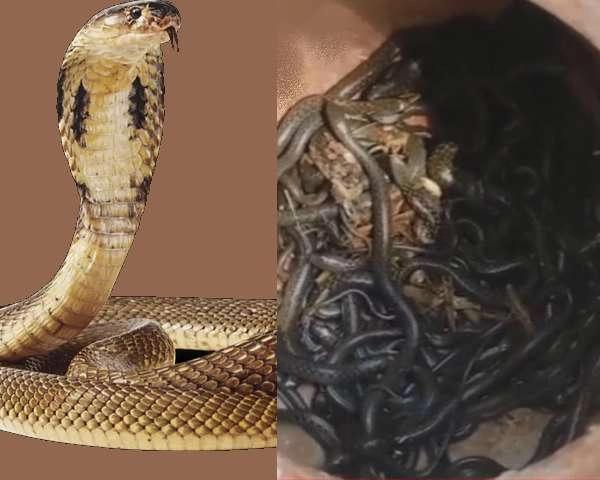 यूपी के एक घर में निकले 90 कोबरा सांप, जिसने भी देखा सिहर गया - 90 cobra snakes found in a house in UP