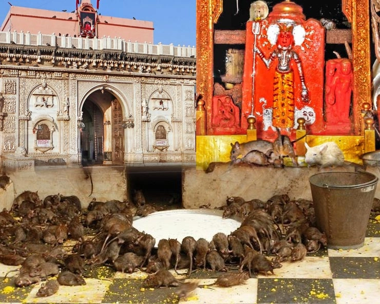 मंदिर में सफेद चूहे दिखना क्यों माना जाता है शुभ? जानिए इसके पीछे की मान्यता और रहस्य Karni Mata 70 करणी माता मंदिर, जहां होती है 20 हजार चूहों की पूजा, जानिए इसका इतिहास Karni Mata Mandir History