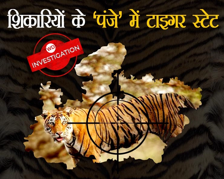 tiger state