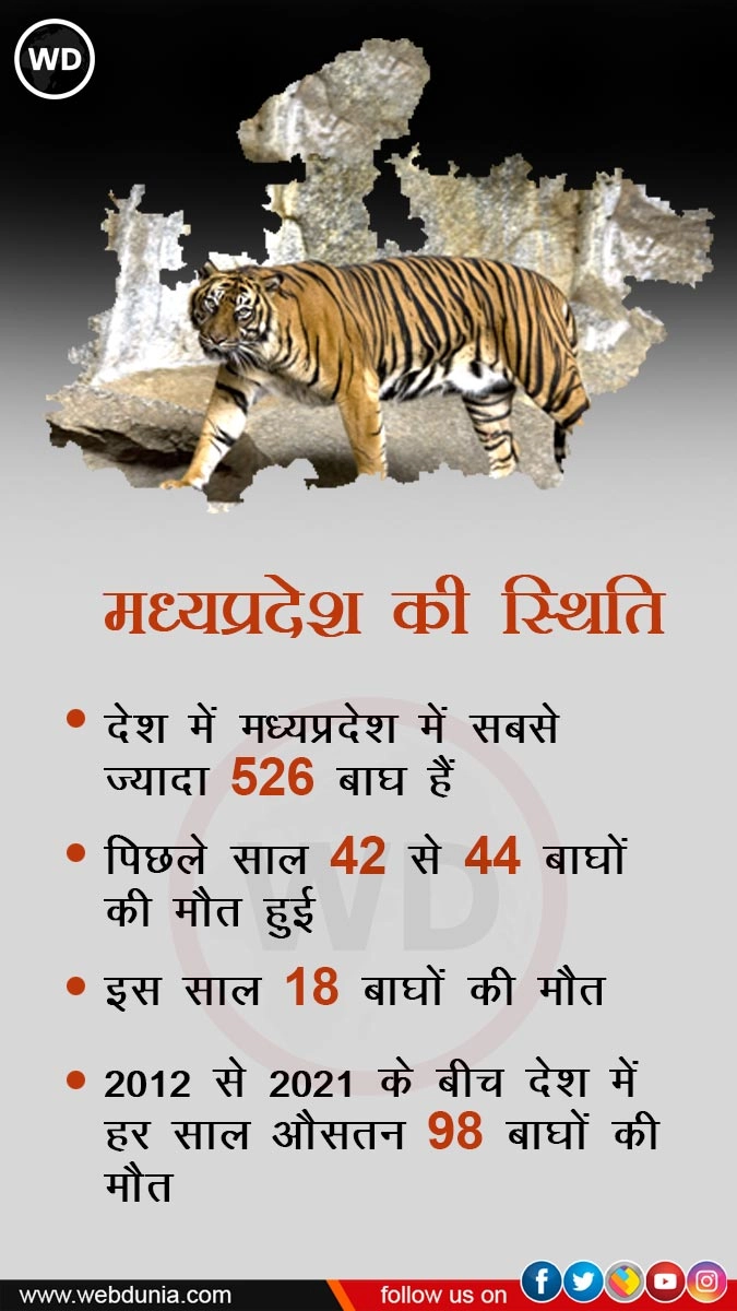 tiger state