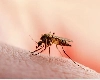 भारत में मलेरिया के मामले घटे, वैश्विक स्तर पर बढ़े