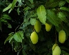 health benefits of mango leaves : आम के पत्तों के फायदे आपको चौंका देंगे