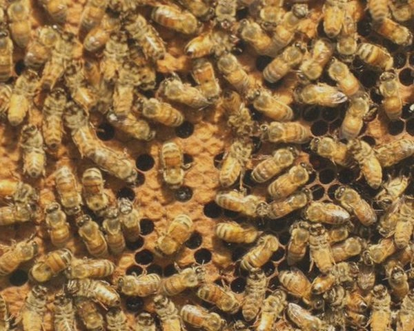 ऑस्ट्रेलिया में मधुमक्खियों पर लगाया गया 'लॉकडाउन' - more than 60000 bees euthanised in australia as varroa mite red zones identified