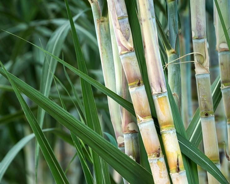  Sugarcane