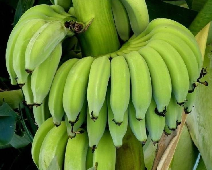 variety of banana
