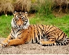 MP : बालाघाट जिले में केटीआर में घायल हालत में मिले 15 वर्षीय बाघ ने दम तोड़ा