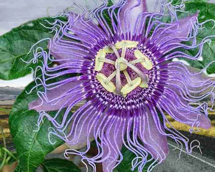 कृष्णकमल को कहते हैं राखी का फूल, महाभारत से है इसका कनेक्शन - Krishna kamal phool
