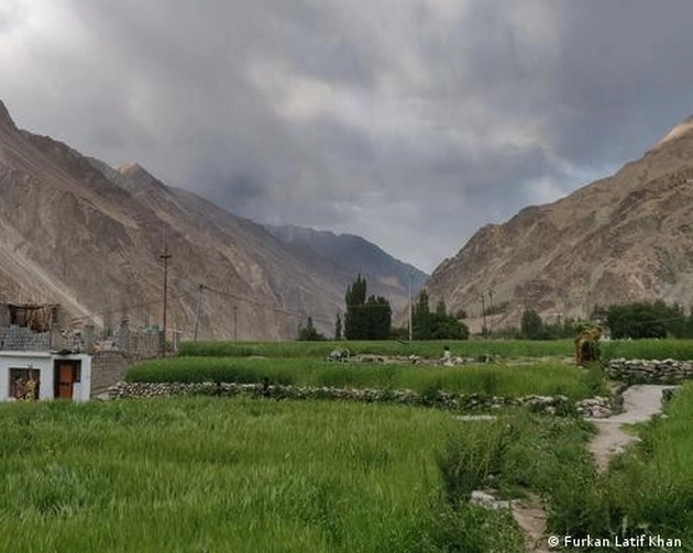 लद्दाख में जंगल लगाया तो क्या पेड़ पानी चुरा लेंगे - forest in ladakh will tree steel water
