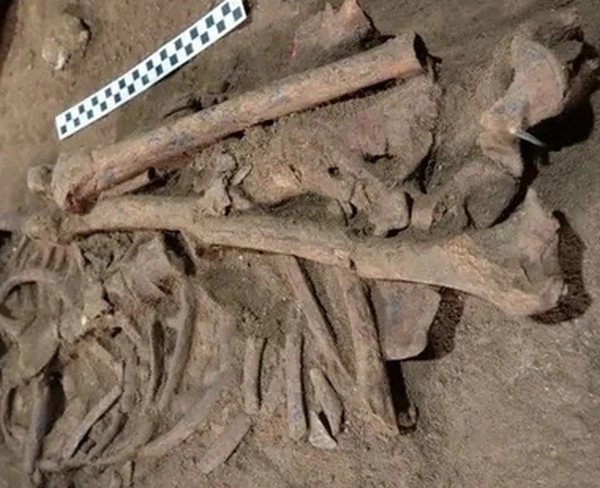 31,000 साल पहले भी हाथ-पांव काट कर जान बचाई जाती थी - ancient skeleton reveals amputation surgery 31000 years ago