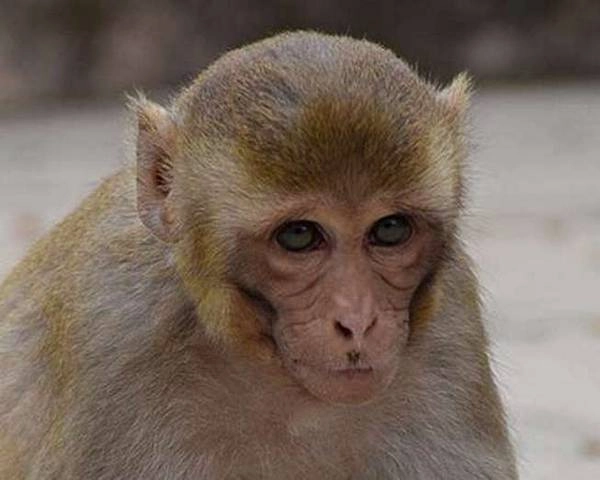ठाणे में बंदर ने मां से मासूम को छीनने की कोशिश की, बच्ची घायल