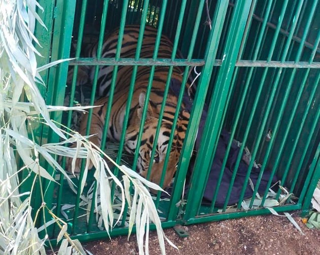 भोपाल के मैनिट में पकड़ाया बाघ, 2 सप्ताह से थी इलाके में दहशत - tiger caught in manit bhopal