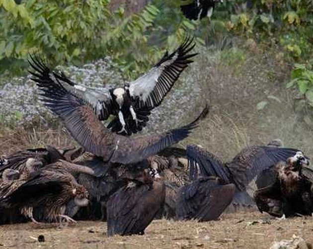 नेपाल से लापता लुप्तप्राय सफेद पूंछ वाला गिद्ध बिहार में मिला - White-tailed vulture missing from Nepal found in Bihar