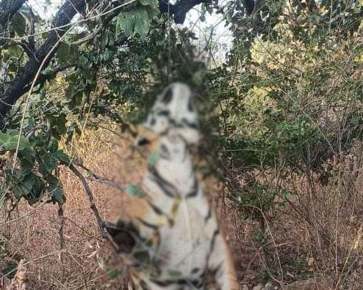 पन्ना टाइगर रिजर्व में हैरतअंगेज तरीके से बाघ का शिकार, फांसी पर लटका मिला शव - Tiger hunting in a surprising way in Panna Tiger Reserve