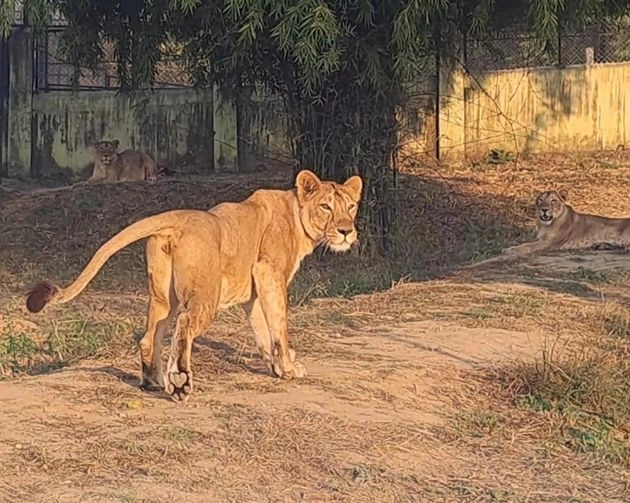 गुजरात के अमरेली में कुएं में गिरने से शेर-शेरनी की मौत