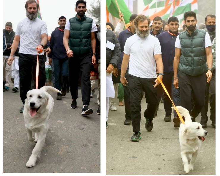 Bharat Jodo Yatra में लूना को साथ लेकर चले राहुल गांधी, प्रियंका ने कहा- हुआ अपहरण - RahulGandhi Walks with a Dog Named Luna During Bharat Jodo Yatra