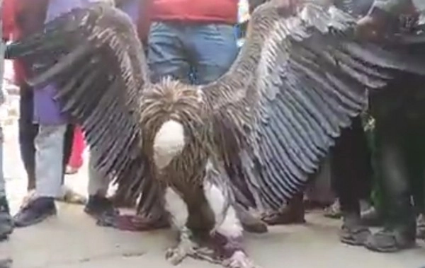 कानपुर में मिला 5 फुट का सफेद हिमालयन गिद्ध, सैकड़ों वर्ष बताई जा रही है उम्र, देखें वीडियो - Rare Vulture Captured In Uttar Pradeshs Kanpur, Handed Over To Forest Department