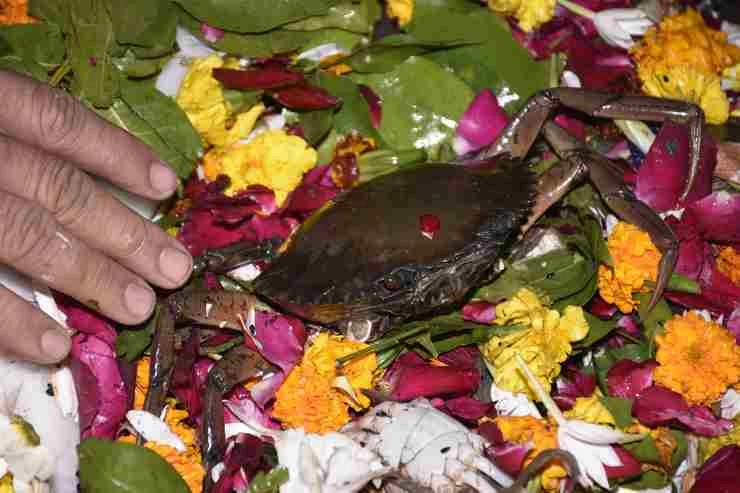 यहां पर शिवलिंग को जिंदा केकड़ा अर्पित करने से मिलती है रोग से मुक्ति - Devotees offer live crab to Shivling