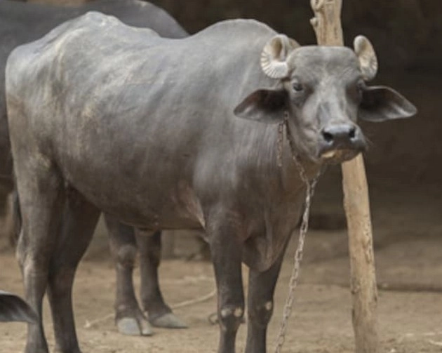 रसायनयुक्त चारा खाने से 32 भैंसों की मौत, हैरान किसान ने कंपनी के खिलाफ दर्ज कराया मामला - buffaloes die after consuming chemical laden fodder