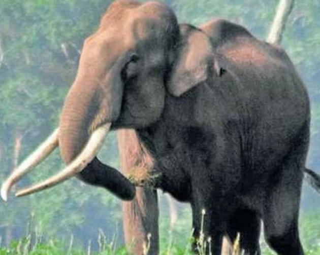 केरल में चावल पसंद करने वाले हाथी का कहर, राशन की दुकान को किया तबाह - Rice loving elephant creates havoc in Kerala