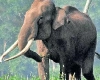 केरल में चावल पसंद करने वाले हाथी का कहर