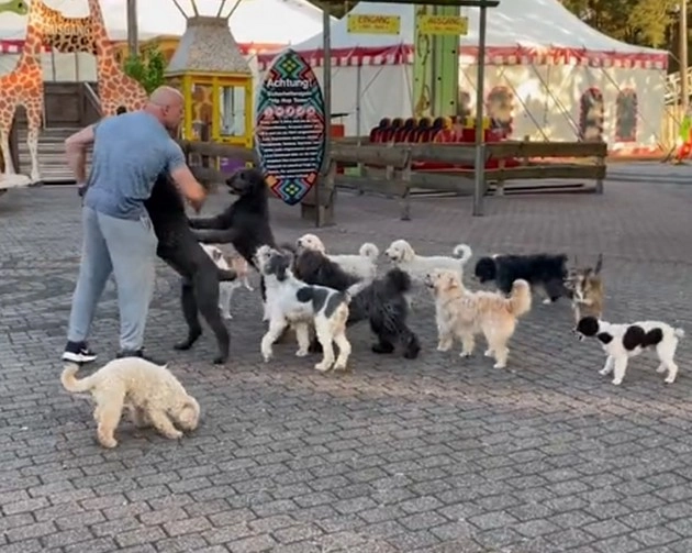 14 कुत्तों ने कोंगा डांस कर बनाया गिनीज वर्ल्ड रिकॉर्ड - 14 dogs set Guinness World Record by dancing conga
