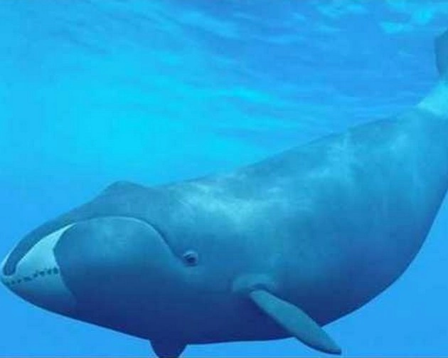 बेटों के लिए बड़े बलिदान करती हैं किलर व्हेल मछलियां - Killer whales make big sacrifices for sons