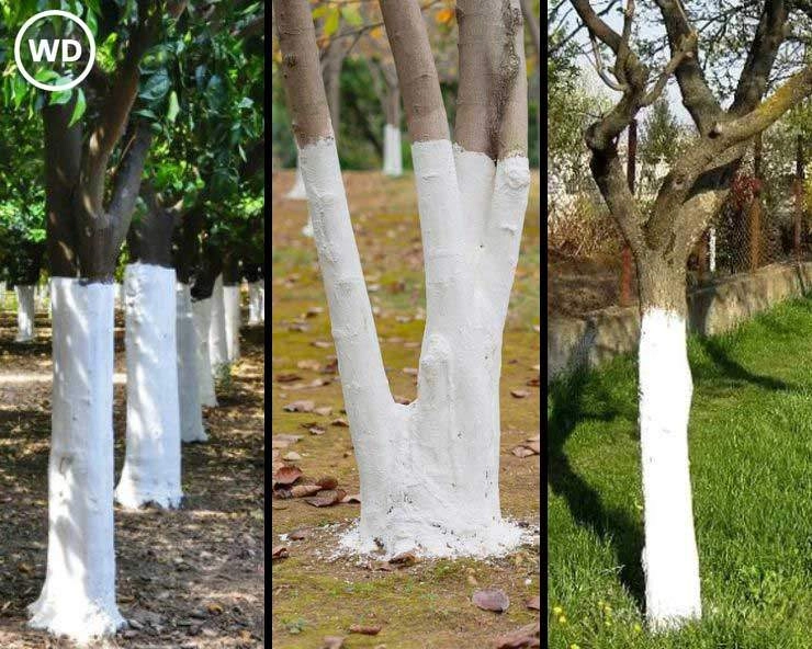 पेड़ों को सफेद रंग से क्यों रंगा जाता है? - why white paint on trees