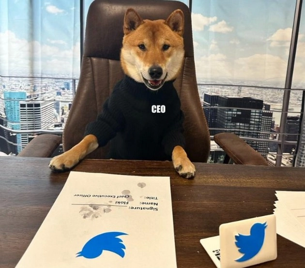 ट्विटर का CEO बना एलन मस्क का कुत्ता फ्लॉकी!