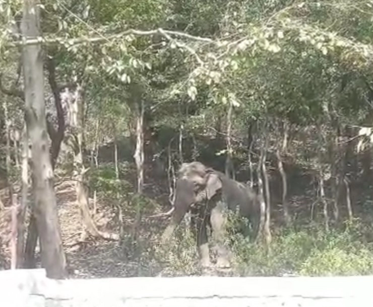 राजाजी टाइगर रिजर्व पार्क में 2 हाथियों के बीच संघर्ष, घायल टस्कर हाथी सड़क पर आया - injured tusker elephant reached the road after a fight between 2 elephants